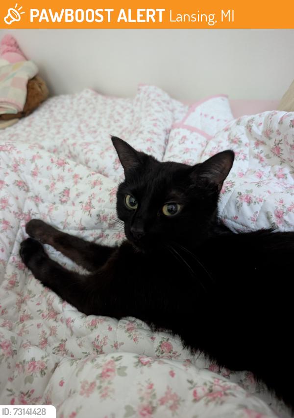 Found/Stray Female Cat last seen Towne Square/College Town apmts, near Jolly and Dunckel, Lansing, MI 48910