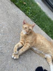 Found/Stray Male Cat last seen Annville Post Office, Annville, PA 17003