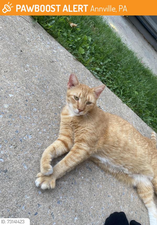 Found/Stray Male Cat last seen Annville Post Office, Annville, PA 17003