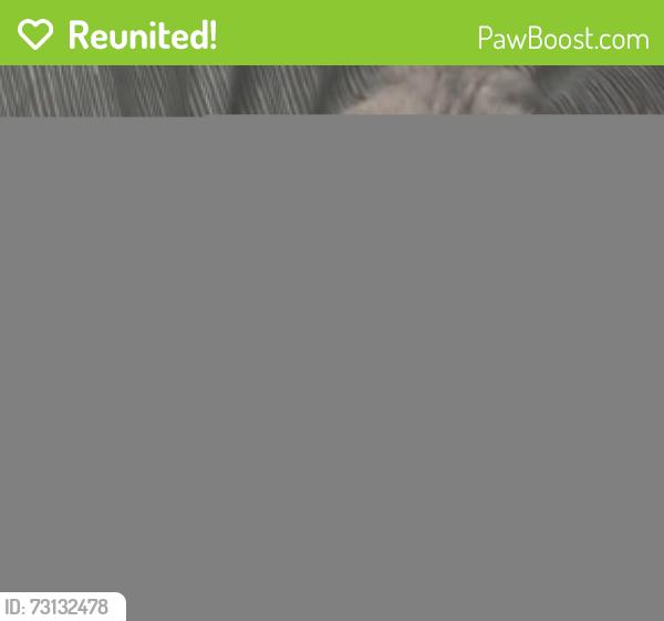 Reunited Female Cat last seen Near Riby Road, Caistor, Caistor, England LN7 6RL