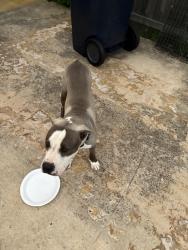 Found/Stray Male Dog last seen 134tg and santa fe, Oklahoma City, OK 73170