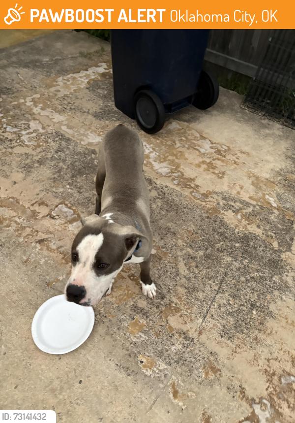 Found/Stray Male Dog last seen 134tg and santa fe, Oklahoma City, OK 73170