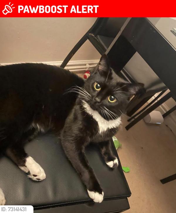 Lost Male Cat last seen Hyde park, Hyde, Manchester, Greater Manchester, England 