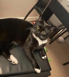 Lost Male Cat last seen Hyde park, Hyde, Manchester, Greater Manchester, England 