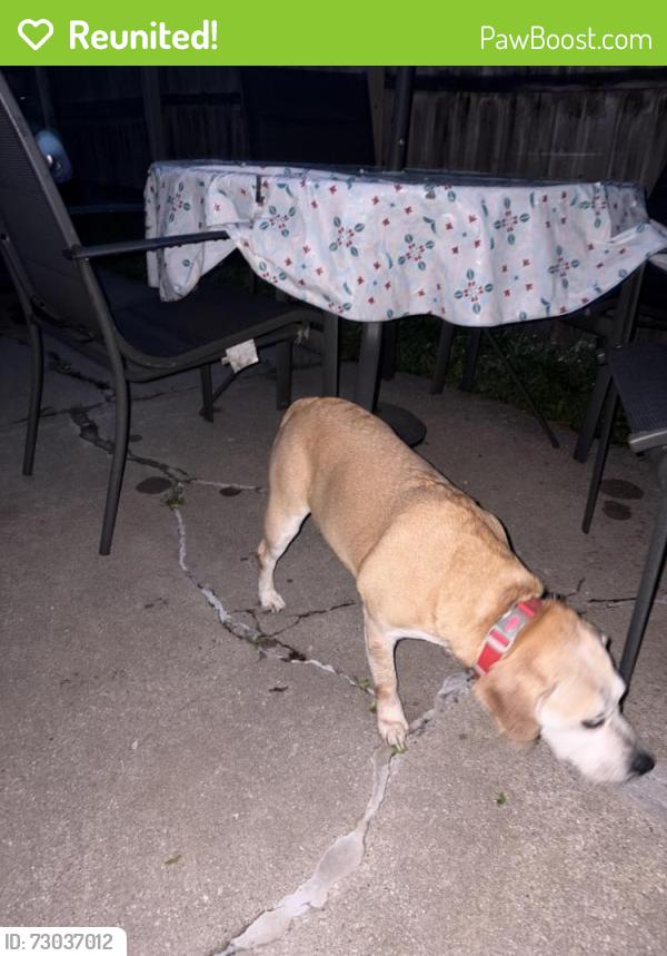 Reunited Unknown Dog last seen Martin park, Loves Park, IL 61111
