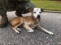 Reunited Male Dog last seen on Quail St, Norfolk, VA 23513