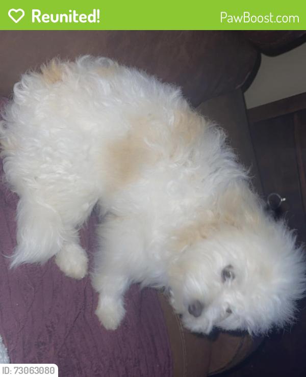 Reunited Male Dog last seen Redwood drive lake park, Lake Park, FL 33403