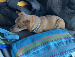 Reunited Unknown Dog last seen Chair road, New Hanover County, NC 28429