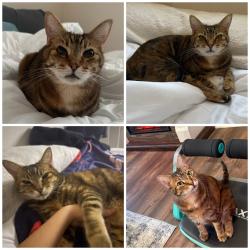 Reunited Female Cat last seen Bake, Lake Forest, CA 92610