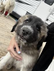Lost Female Dog last seen Lee Pike, Soddy-Daisy, TN 37379