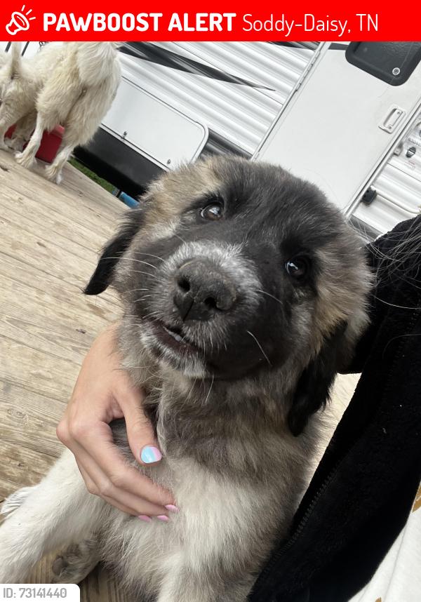 Lost Female Dog last seen Lee Pike, Soddy-Daisy, TN 37379