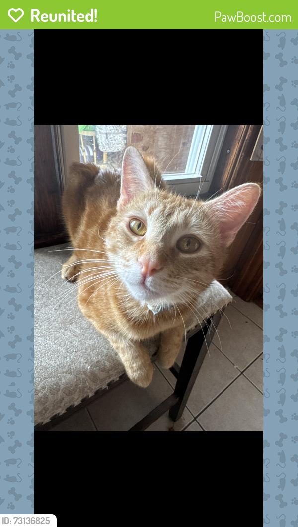Reunited Male Cat last seen Hamilton and Grafton street, Worcester, MA 01604