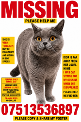Lost Female Cat last seen Tivoli road, Greater London, England TW4 6AS