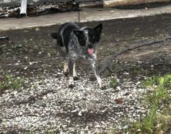 Reunited Male Dog last seen Near Parker rd e, Haltom City, TX 76117