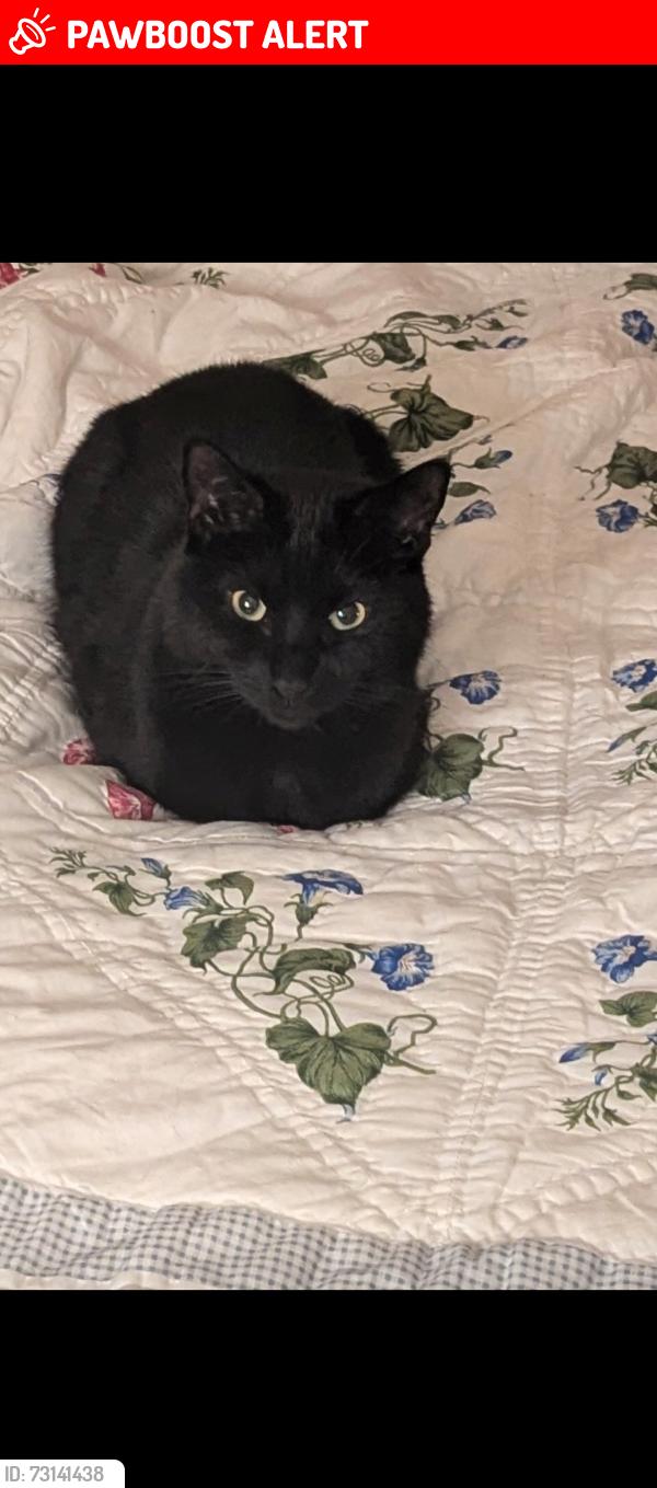 Lost Male Cat last seen Churchill gardens, pimlico, Pimlico, England SW1V 3BP