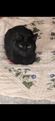 Lost Male Cat last seen Churchill gardens, pimlico, Pimlico, England SW1V 3BP