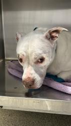 Reunited Female Dog last seen Abington ave in Port St. Lucie fl 34953, Port St. Lucie, FL 34953