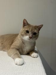 Reunited Male Cat last seen Bootle, Merseyside, England 