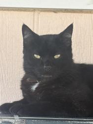 Lost Male Cat last seen Hypoluxo and congress ,boynton lakes, Boynton Beach, FL 33426