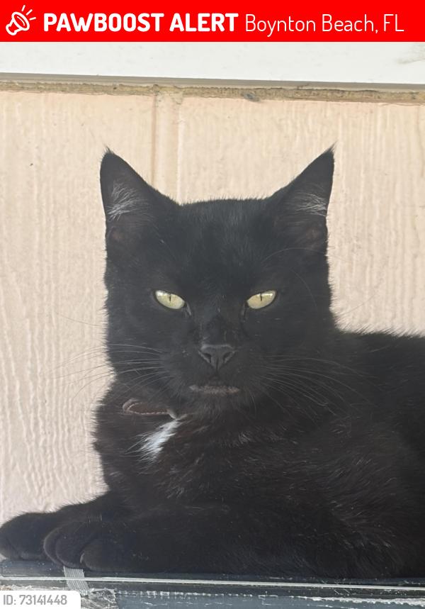 Lost Male Cat last seen Hypoluxo and congress ,boynton lakes, Boynton Beach, FL 33426