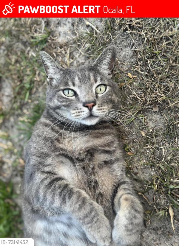 Lost Male Cat last seen NE Sxith Ct, Ocala, FL 34479