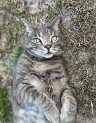 Lost Male Cat last seen NE Sxith Ct, Ocala, FL 34479