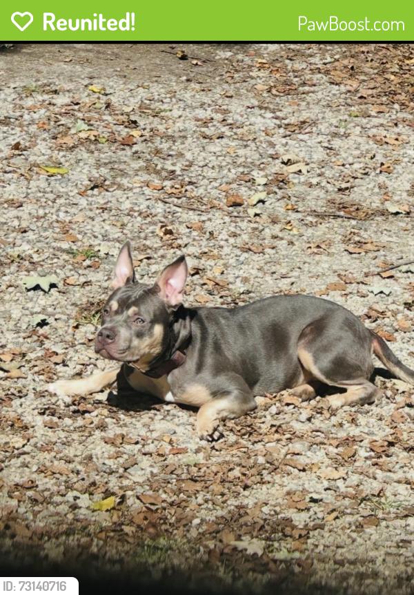 Reunited Female Dog last seen W Franklin St Salisbury NC, Salisbury, NC 28144