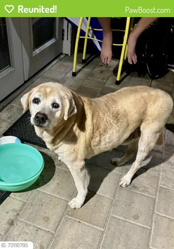 Reunited Male Dog last seen Crystal Lake, Orlando, FL 32806