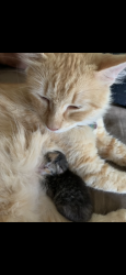 Lost Female Cat last seen rosillo creek, San Antonio, TX 78220