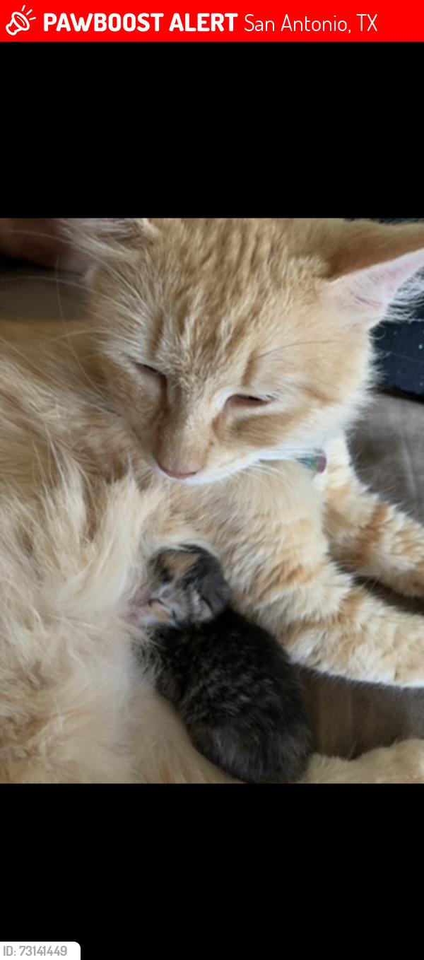 Lost Female Cat last seen rosillo creek, San Antonio, TX 78220