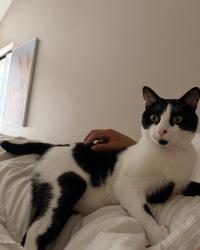 Lost Male Cat last seen Near La costa avenue, Carlsbad, CA 92009