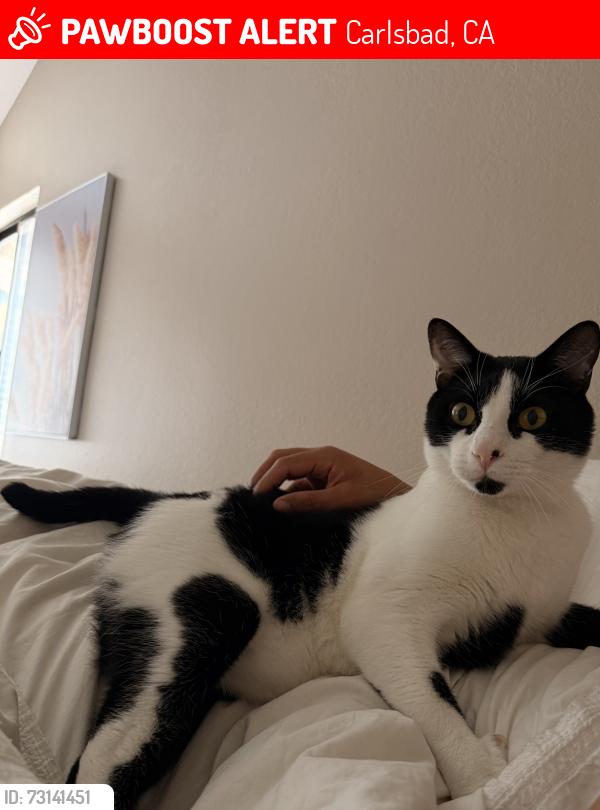 Lost Male Cat last seen Near La costa avenue, Carlsbad, CA 92009