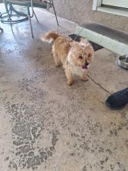 Found/Stray Male Dog last seen central church rd. & luke dr., Morristown, TN 37814