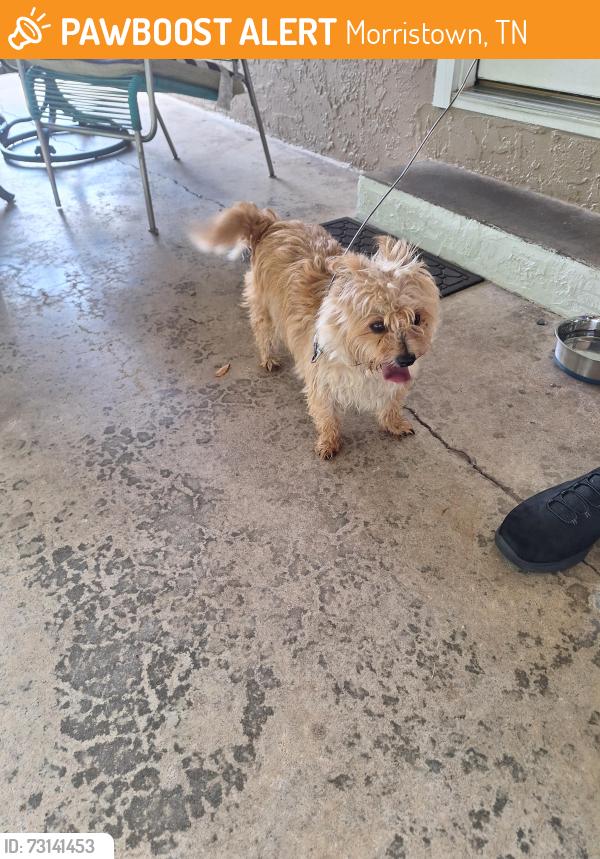 Found/Stray Male Dog last seen central church rd. & luke dr., Morristown, TN 37814