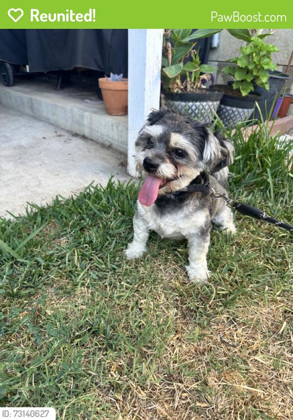 Reunited Male Dog last seen La Habra Heights, CA, USA, La Habra Heights, CA 90631
