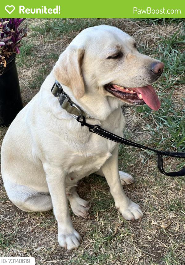 Reunited Female Dog last seen La Habra Heights, CA, USA, La Habra Heights, CA 90631