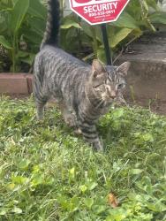 Reunited Male Cat last seen Shattalon Drivr, Winston-Salem, NC 27106