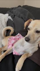 Reunited Female Dog last seen Near Medical center and Highland ave, San Bernardino, CA 92411