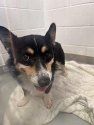 Found/Stray Male Dog last seen Rossville Blvd and E 30th St, Chattanooga, TN 37407
