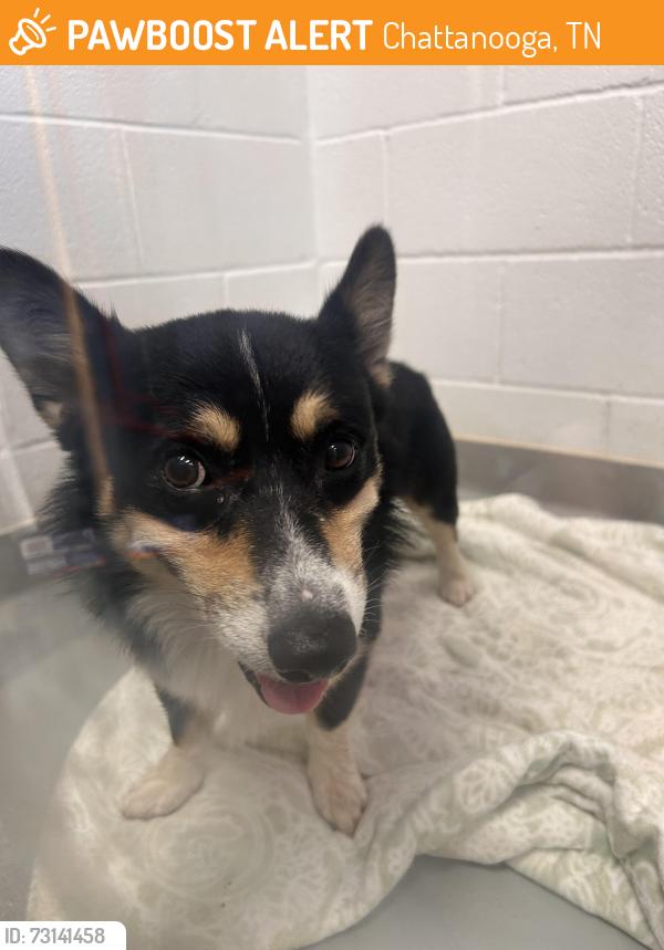 Found/Stray Male Dog last seen Rossville Blvd and E 30th St, Chattanooga, TN 37407