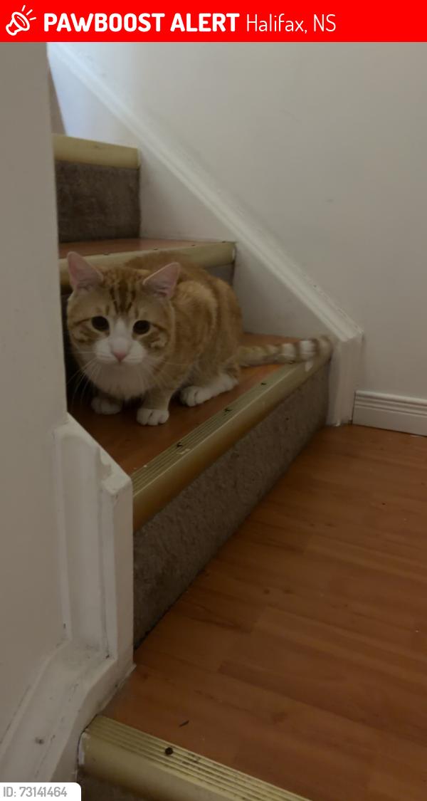 Lost Male Cat last seen Forestside crescent, Halifax, NS 