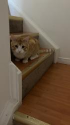 Lost Male Cat last seen Forestside crescent, Halifax, NS 