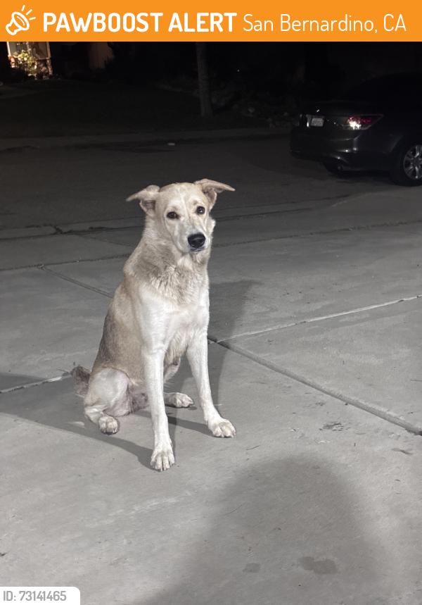 Found/Stray Female Dog last seen CSUSB, San Bernardino, CA 92407