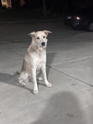 Found/Stray Female Dog last seen CSUSB, San Bernardino, CA 92407
