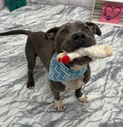 Shelter Stray Male Dog last seen Near BLOCK DALE ST, DETROIT MI 48223, 7401 Chrysler Dr, Detroit, MI 48211, USA