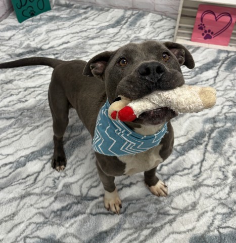 Shelter Stray Male Dog last seen Near BLOCK DALE ST, DETROIT MI 48223, 7401 Chrysler Dr, Detroit, MI 48211, USA