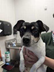 Shelter Stray Male Dog last seen , 4000 N Silverbell Rd, Tucson, AZ 85745, USA