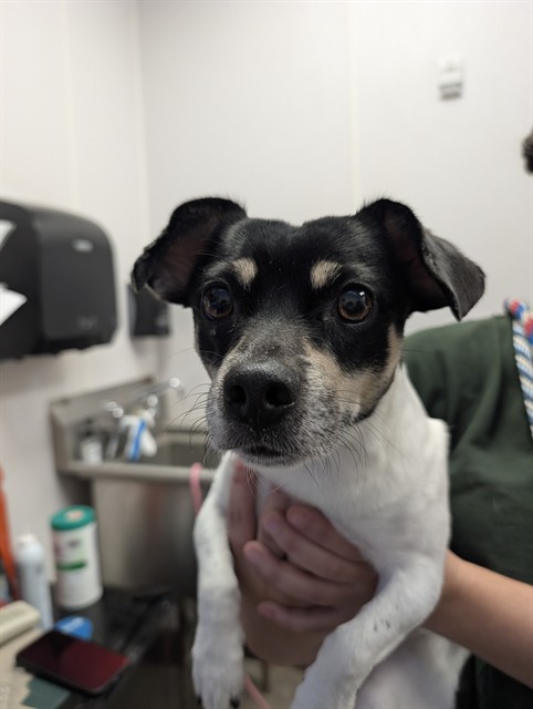 Shelter Stray Male Dog last seen , 4000 N Silverbell Rd, Tucson, AZ 85745, USA