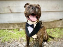 Shelter Stray Male Dog last seen CHARLOTTE, 8315 Byrum Dr, Charlotte, NC 28217, USA
