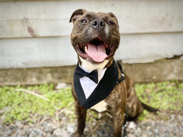 Shelter Stray Male Dog last seen CHARLOTTE, 8315 Byrum Dr, Charlotte, NC 28217, USA